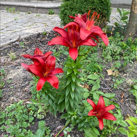 Meet the Posher Other - Meet your Posher, Franca